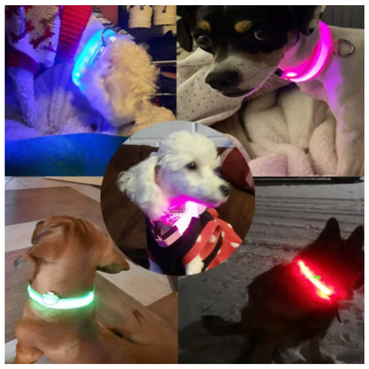 Lumipet™-Collar Luminoso LED Recargable